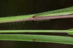 Wiry panicgrass